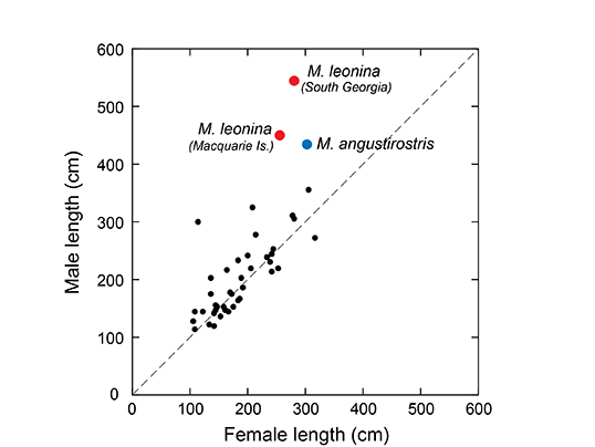 Pinniped size dimorphism