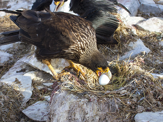 Caracara stealing cormorant egg