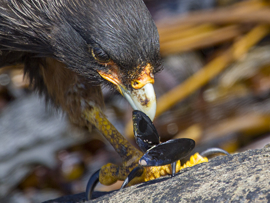 Caracara eating a mussel 