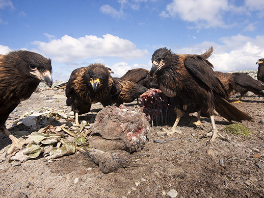 Caracaras feeding on dead elephant seal