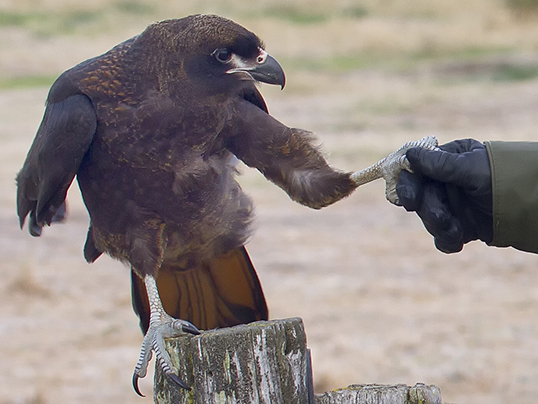 Young caracara shaking hands