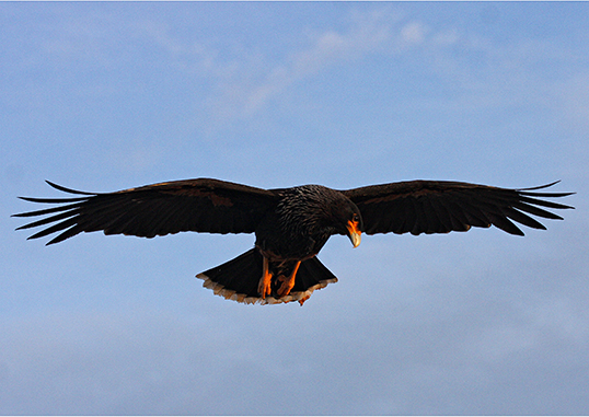 Caracara flying