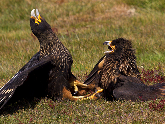 Caracaras' fight