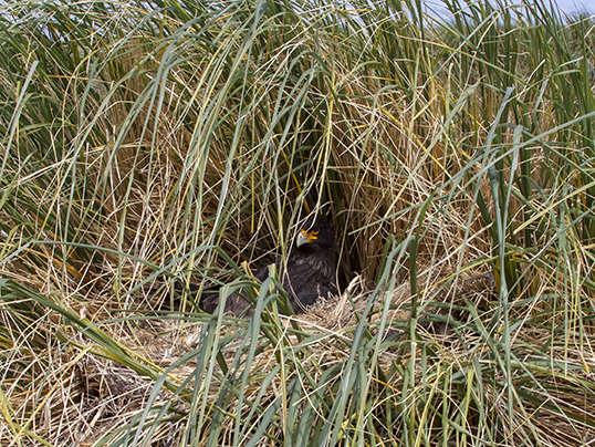 Caracara's nest in the tussac