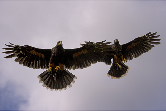 Caracara's territorial reaction