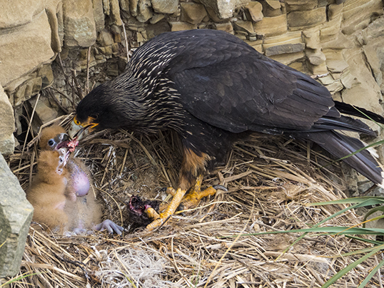 Caracara feeding two chicks
