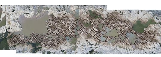 Drone composite photo of main king cormorant colony