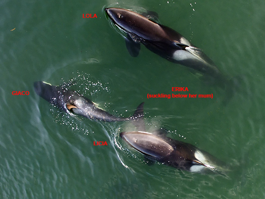 Killer whales from the drone