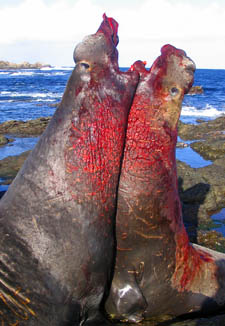 Bloody fight between two adult elephant seal males