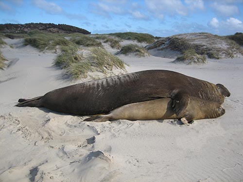 Sexual dimorphism (southern elephant seal)