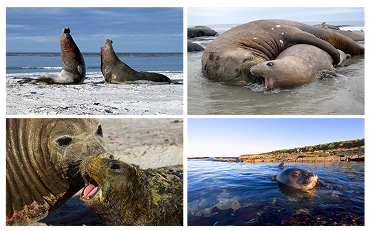 Elephant seal behavior