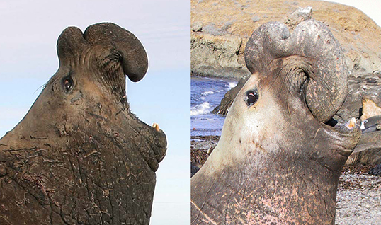 Size and morphology of seals