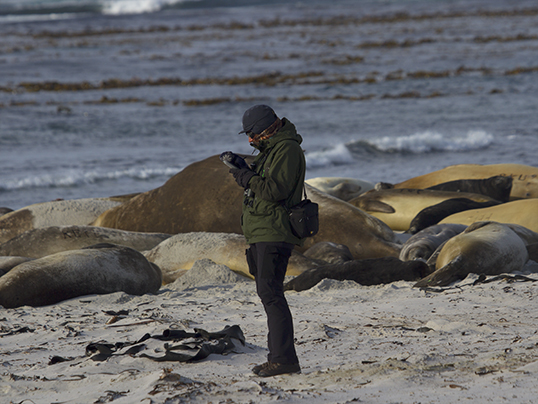 Observing elephant seals