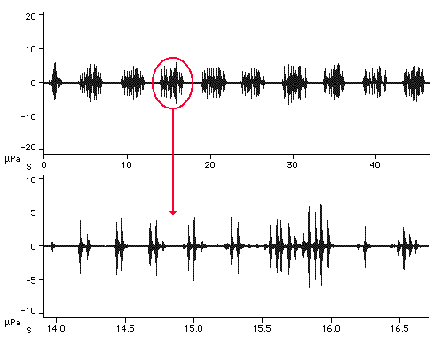 Sound wave of a vocalization