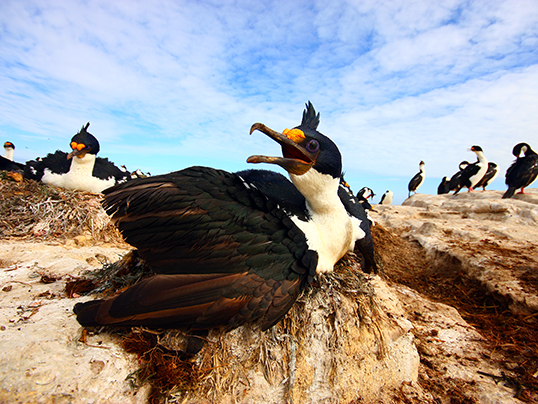 King cormorants