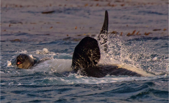 orca hunting seals