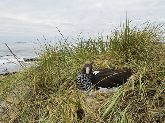 Kelp goose