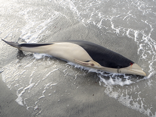 Whales in the Seam : r/DeathStranding