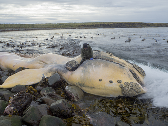 Baleen plate sampling