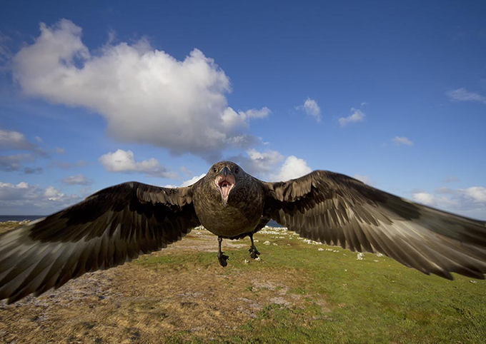 Skua flying into the camera