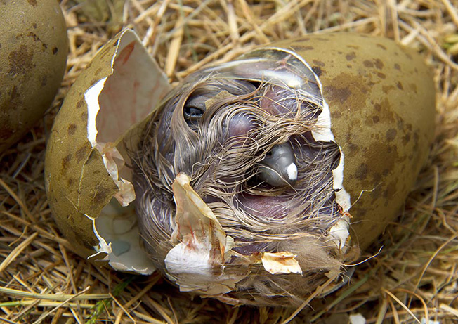 Skua chick getting out of the egg