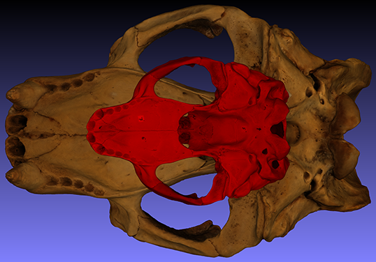 skull male vs female