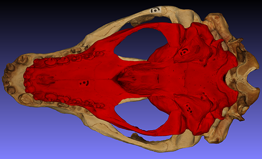 Leopard seal skulls, male and female, bottom