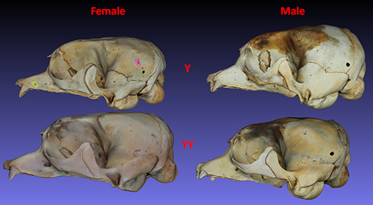 Skullsm of yearlings and two year old seals