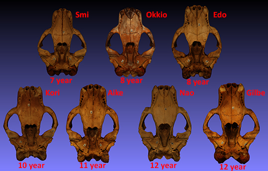 Male skulls, 7 to 12 year old