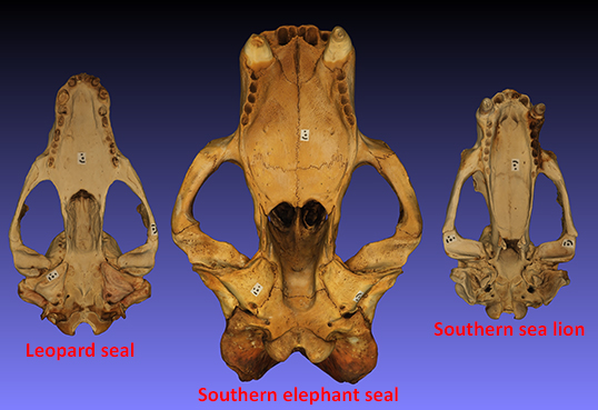 Male skull of three pinniped species