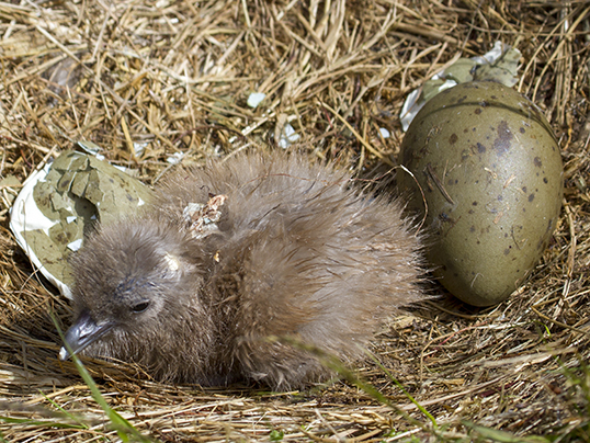 Checking a skua nest