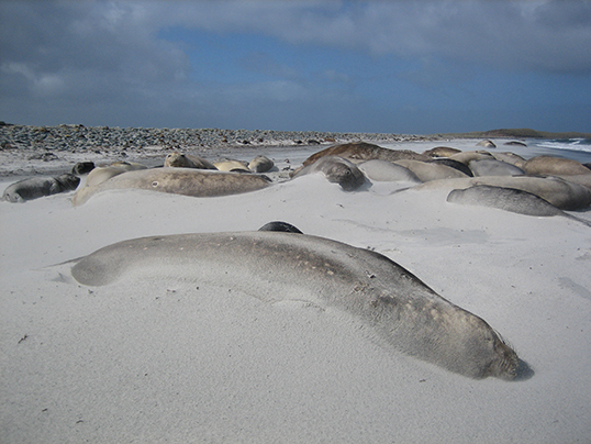 Seals covered by sand